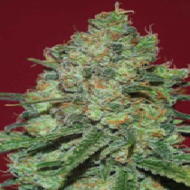 Clinical White CBD (Expert Seeds) Cannabis Seeds