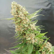 Critical Gorilla (Expert Seeds) Cannabis Seeds