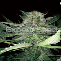 Critical Lights (Expert Seeds) Cannabis Seeds