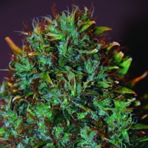 Expert Haze (Expert Haze) Cannabis Seeds