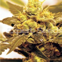 Fruit Salad (Expert Seeds) Cannabis Seeds