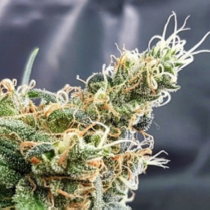 Glueberry (Expert Seeds) Cannabis Seeds