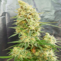 Gorilla Banana (Expert Seeds) Cannabis Seeds