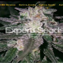 Gorilla x Cookies (Expert Seeds) Cannabis Seeds