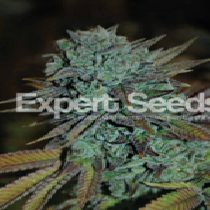 Expert Gorilla (Expert Seeds) Cannabis Seeds