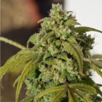 Gorilla SFV OG (Expert Seeds) Cannabis Seeds