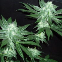 Italian Ice - The Gold Line (Cali Connection Seeds) Cannabis Seeds