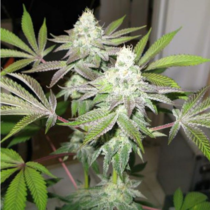 78 - The Gold Line (Cali Connection Seeds) Cannabis Seeds
