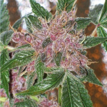 Cherries Jubilee - The Gold Line (Cali Connection Seeds) Cannabis Seeds