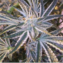 Fruit Tree - The Gold Line (Cali Connection Seeds) Cannabis Seeds