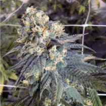 Mint Milano - The Gold Line (Cali Connection Seeds) Cannabis Seeds