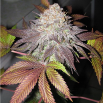 Fruit Cup - The Gold Line (Cali Connection Seeds) Cannabis Seeds