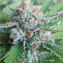 Bellini - The Gold Line (Cali Connection Seeds) Cannabis Seeds