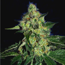 SugarMill - The Gold Line (Cali Connection Seeds) Cannabis Seeds