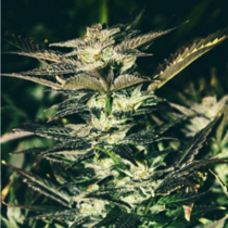 Jupiter OG Kush (Cali Connection Seeds) Cannabis Seeds