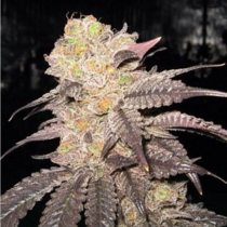 Purple Diesel (Cali Connection) Cannabis Seeds