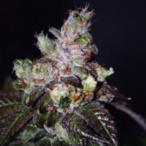 Island Punch (Cali Connection) Cannabis Seeds