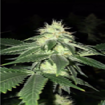 Lemon Tart (Cali Connection) Cannabis Seeds