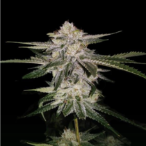 Miss U.S.A (DNA Genetics Seeds) Cannabis Seeds