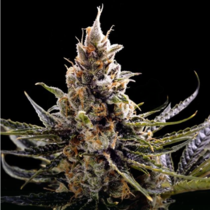 24K Gold (DNA Genetics Seeds) Cannabis Seeds