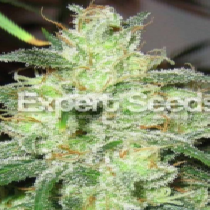 Gorilla Cheese (Expert Seeds) Cannabis Seeds