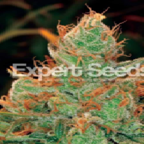 Gorilla Lilly (Expert Seeds) Cannabis Seeds
