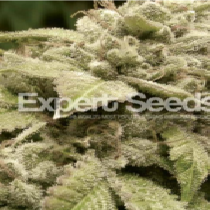 Gorilla x white widow (Expert Seeds) Cannabis Seeds