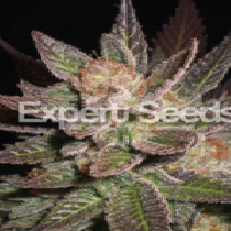 Lavender (Expert Seeds) Cannabis Seeds