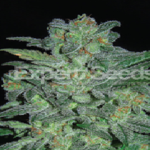 Northern Lights (Expert Seeds) Cannabis Seeds