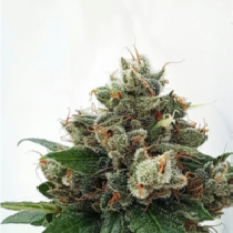 Respect 4 Gorilla (Expert Seeds) Cannabis Seeds