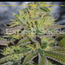 Sweet Zombie (Expert Seeds) Cannabis Seeds