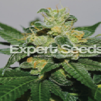 White Gold (Expert Seeds) Cannabis Seeds