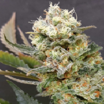 ZkittleZ Glue (Expert Seeds) Cannabis Seeds