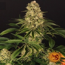 Tropicanna Banana (Barneys Farm Seeds) Cannabis Seeds