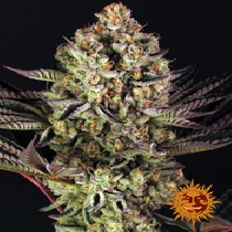 Do-Si-Dos #33 (Barneys Farm Seeds)  Cannabis Seeds