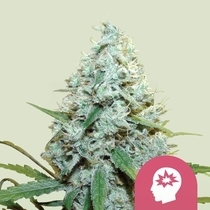 AMG (Royal Queen Seeds) Cannabis Seeds