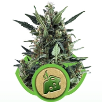 Blue Cheese Auto (Royal Queen Seeds) Cannabis Seeds