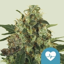 Medical Mass (Royal Queen Seeds) Cannabis Seeds