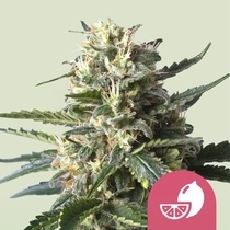 Lemon Shining Silver Haze (Royal Queen Seeds) Cannabis Seeds
