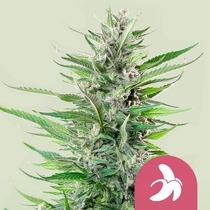 Fat Banana (Royal Queen Seeds) Cannabis Seeds