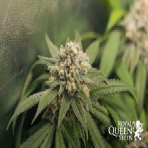 Green Crack Punch (Royal Queen Seeds)  Cannabis Seeds