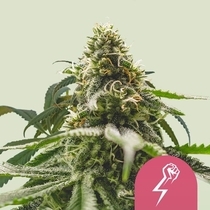 Green Crack Punch (Royal Queen Seeds) Cannabis Seeds