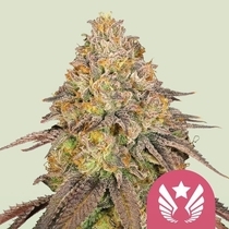 Legendary OG Punch (Royal Queen Seeds) Cannabis Seeds