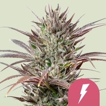 North Thunderfuck (Royal Queen Seeds) Cannabis Seeds