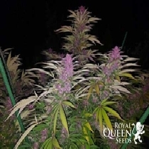 Purple Queen (Royal Queen Seeds)  Cannabis Seeds