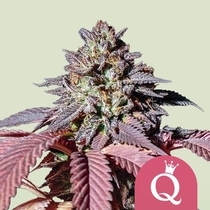 Purple Queen (Royal Queen Seeds) Cannabis Seeds