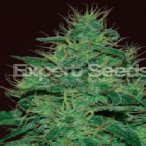 Amnesia Haze Auto (Expert Seeds) Cannabis Seeds