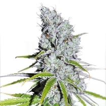 Sweet Zkittles (Royal Queen Seeds) Cannabis Seeds