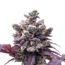 Wedding Gelato (Royal Queen Seeds)  Cannabis Seeds