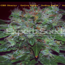 Blue Cheese Auto (Expert Seeds) Cannabis Seeds